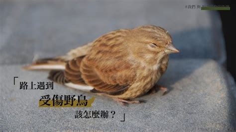 小鳥死在家裡|路上遇到受傷野鳥該怎麼辦？專訪台北鳥會野鳥救傷中心